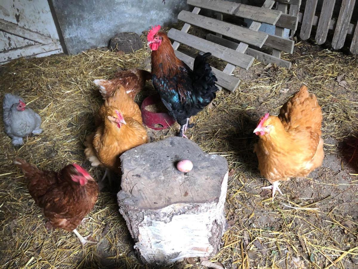 Frühstückspension D'hotes Manoir Ker-huella Morlaix